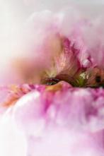 Julia Posta - Intrinsically Disordered Petals No.21