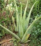 Aloe Vera Waardevol Voor Uw Gezondheid 9789066111189, Verzenden, Gelezen, R. Duynstee
