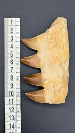 Mosasaurus - Fossiele tand - Partial Mosasaur Jaw with 4, Verzamelen, Mineralen en Fossielen