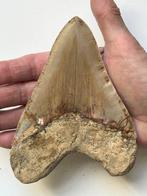 Enorme Megalodon tand 13,8 cm - Fossiele tand - Carcharocles