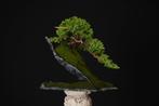 Jeneverbes bonsai (Juniperus) - Hoogte (boom): 10 cm -, Antiek en Kunst