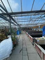 VITALFISH VIJVER WINKEL JAPANSE KOI, VIJVERVIS, ZONDAG OPEN, Nieuw