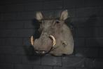 Large African Warthog Schedel - Phacochoerus africanus - 50, Verzamelen, Nieuw