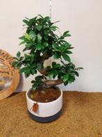 Vijgenboom bonsai (Ficus) - Hoogte (boom): 43 cm - Diepte