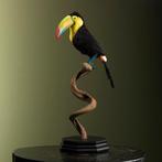 Toekan Taxidermie volledige montage - Ramphastos sulfuratus, Nieuw