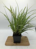 Carex morrowii Variegata - Zegge, Halfschaduw, Vaste plant, Siergrassen, Verzenden