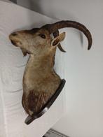 Bezoargeit Taxidermie hoofdmontage - Capra Pirenaica - 95 cm, Nieuw