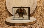 Vleermuis Taxidermie volledige montage - Hipposideros, Nieuw