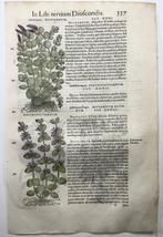 Mattioli, P.A. - 2 folios, 6 woodcuts, Botany: Dittany,, Antiek en Kunst