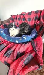 x poedel boomertjes,  maltipoo, Dieren en Toebehoren, Honden | Chihuahua's en Gezelschapshonden, Parvo, 8 tot 15 weken, Meerdere