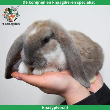 Tamme Franse Hangoren te koop! Gevaccineerd en Gecastreerd. beschikbaar voor biedingen