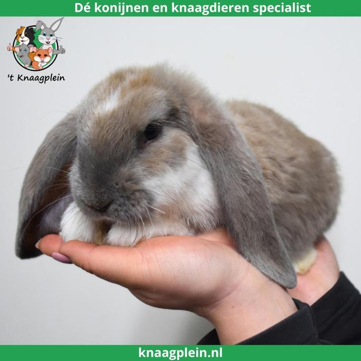 Tamme Franse Hangoren te koop! Gevaccineerd en Gecastreerd., Dieren en Toebehoren, Konijnen, Groot, Meerdere dieren, 0 tot 2 jaar