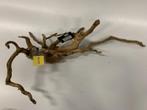 Spiderwood Selected SW53 - 70x40x20cm (Spider wood), Dieren en Toebehoren, Vissen | Aquaria en Toebehoren, Ophalen of Verzenden