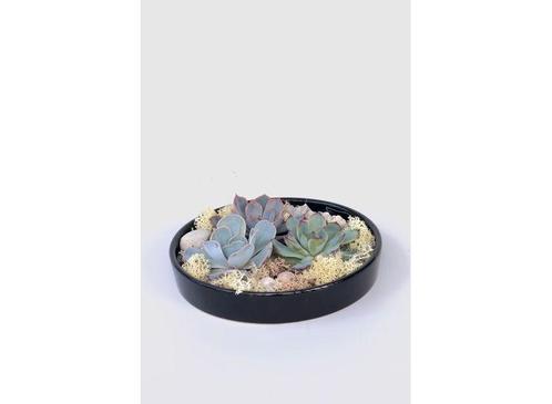 Echeveria Garden Mix in black bowl, Huis en Inrichting, Kamerplanten, Verzenden