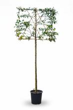 Malus Red Sentinel leiboom