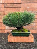 Den bonsai (Pinus) - Hoogte (boom): 23 cm - Diepte (boom):