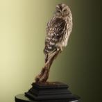 Oeraluil Taxidermie Opgezette Dieren By Max, Ophalen of Verzenden, Nieuw, Vogel, Opgezet dier
