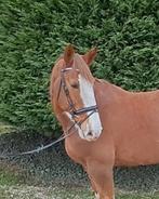 Knappe super brave recreatie merrie!, Dieren en Toebehoren, Paarden, Merrie, B, 160 tot 165 cm, Ontwormd