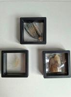 Wolharige mammoet - Fossiele tanden - TUSK + HAIR + MOLAR, Verzamelen