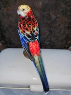 Pracht rosella kleur roodbont Taxidermie volledige montage -, Nieuw