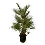 Actie Chamaerops Humilis | 130 cm - Ø24cm nu voor 74.95, Verzenden