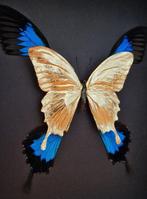 Zeldzame 23kt gouden blauwe keizervlinders in beperkte, Nieuw