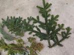 Kerstgroen gemengd Heel mooi en geurend groen /pak, Ophalen of Verzenden, Nieuw