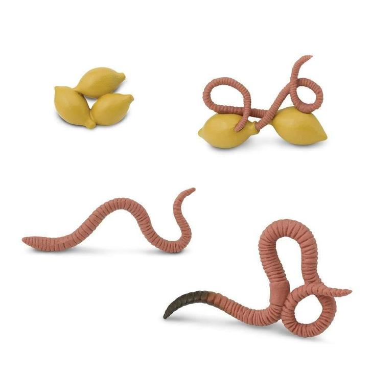 Speelfiguren Levenscyclus Regenworm - Safari Ltd 4 stuks, Kinderen en Baby's, Speelgoed | Overig