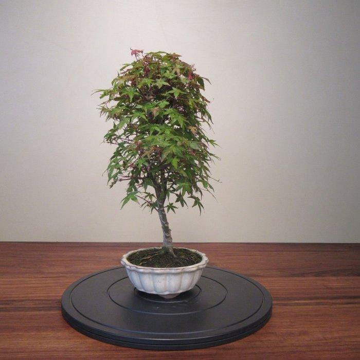 Acer palmatum deshojyo - Hoogte (boom): 38 cm - Diepte, Antiek en Kunst, Curiosa en Brocante