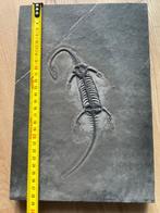 Zeereptiel - Gefossiliseerd dier - Keichousaurus - 28.7 cm -