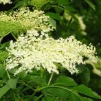 Sambucus Nigra - Gewone Vlier (Kale Wortel) - 60-100 Cm, Ophalen of Verzenden, Lente, Volle zon