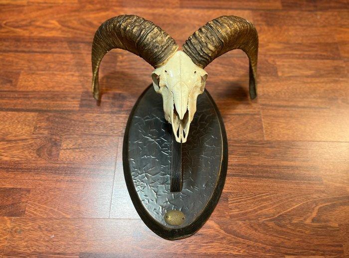 Mouflon Taxidermie hoofdmontage - Ovis gmelini musimon - 48, Antiek en Kunst, Curiosa en Brocante