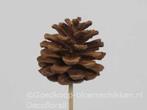 Denneappels op dr /stick grootverp doos +/- 600st cinnamon, Hobby en Vrije tijd, Knutselen, Ophalen of Verzenden, Nieuw
