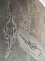 Een liefdevol stel - Gefossiliseerd dier - Keichousaurus -
