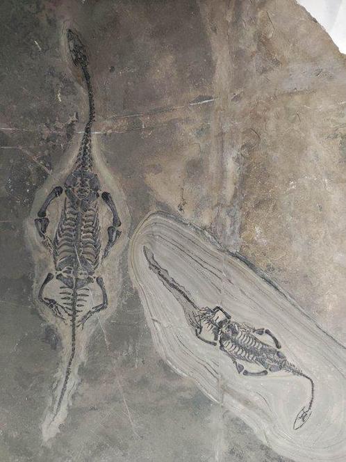 Een liefdevol stel - Gefossiliseerd dier - Keichousaurus -, Verzamelen, Mineralen en Fossielen
