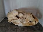 Antique Brown Bear - Schedel van een zoogdier - Ursus arctos, Nieuw