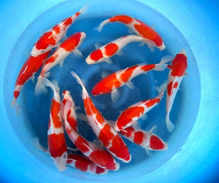 Hirasawa Marusei 28-35cm (Japanse Koi), Dieren en Toebehoren, Vissen | Vijvervissen, Karper of Koi