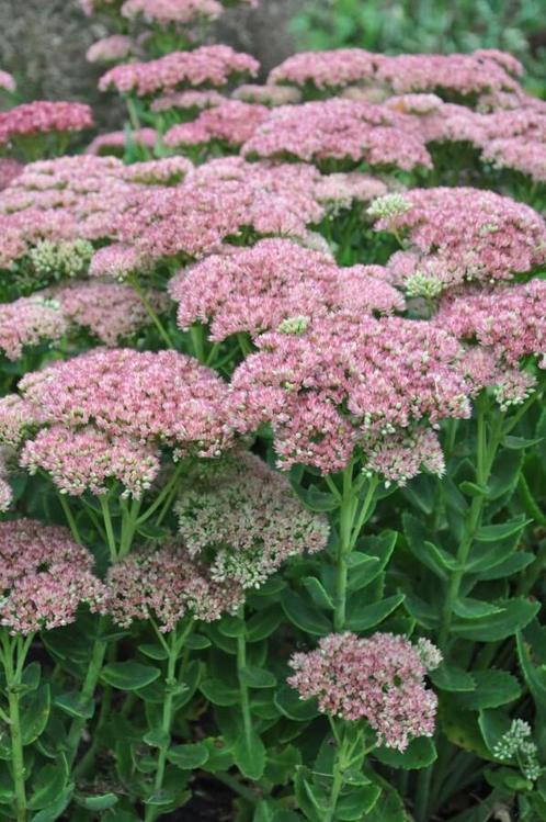 Vetkruid Sedum Herbstfreude 5-10 Pot P9, Tuin en Terras, Planten | Tuinplanten