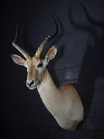 Impala Taxidermie wandmontage - Aepyceros melampus - 40 cm -, Nieuw