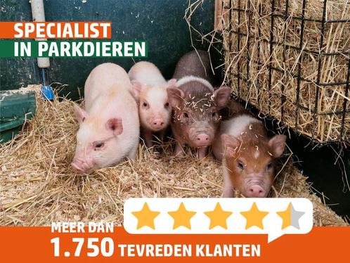 Jonge tamme minivarkens | Biggen in verschillende kleuren, Dieren en Toebehoren, Schapen, Geiten en Varkens, Varken, Meerdere dieren