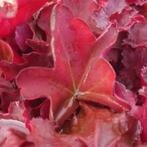 Heuchera Burgundy belast (Winterharde planten), Tuin en Terras, Planten | Tuinplanten, Bodembedekkers, Volle zon, Vaste plant