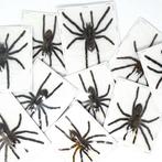 10 Java Tarantulas, Medium/Large A1 Spreid-specimens, Verzamelen, Nieuw