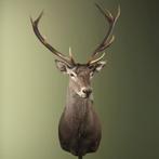 Edelhert Taxidermie Opgezette Dieren By Max, Verzamelen, Dierenverzamelingen, Ophalen of Verzenden, Nieuw, Wild dier, Opgezet dier