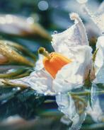 Inna Etuvgi - Potato Bloom. Hidden Royalty
