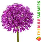 The Bulb Farmers - 80 x Allium Purple Sensation - donker p, Verzenden, Najaar, Volle zon, Bloembol