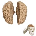 Anatomie model van de hersenen, 2-delig, Sport en Fitness, Nieuw, Verzenden