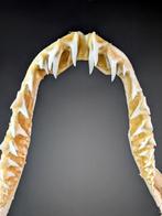 Kortvinige haai mako Kaak vastgezet - Isurus oxyrinchus - 21, Verzamelen, Nieuw