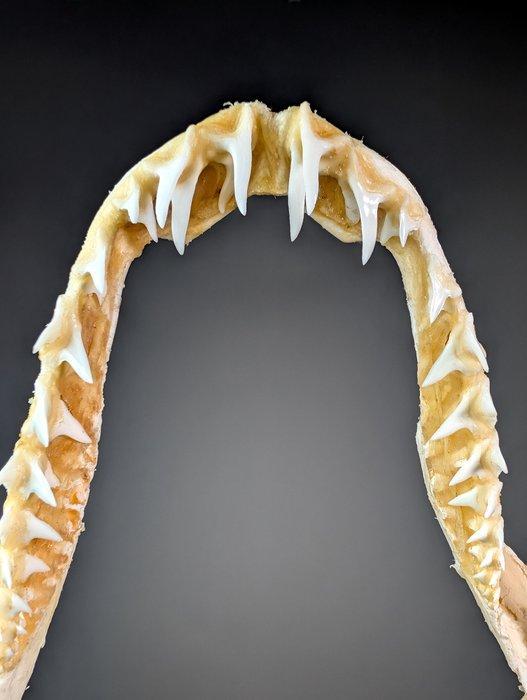 Kortvinige haai mako Kaak vastgezet - Isurus oxyrinchus - 21, Verzamelen, Dierenverzamelingen