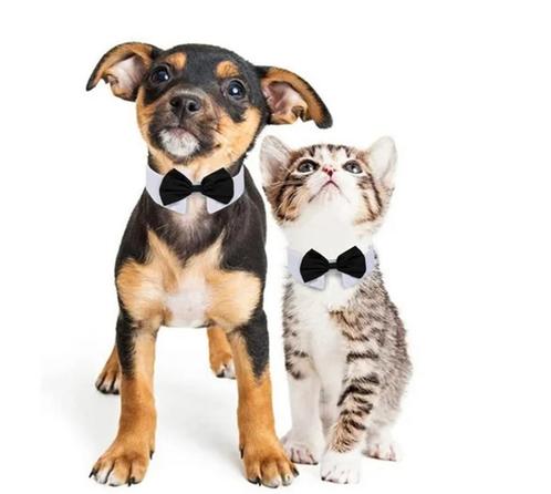 Luxe honden- of kattenstrik met wit boord en zwarte strik, Dieren en Toebehoren, Katten-accessoires, Nieuw, Verzenden