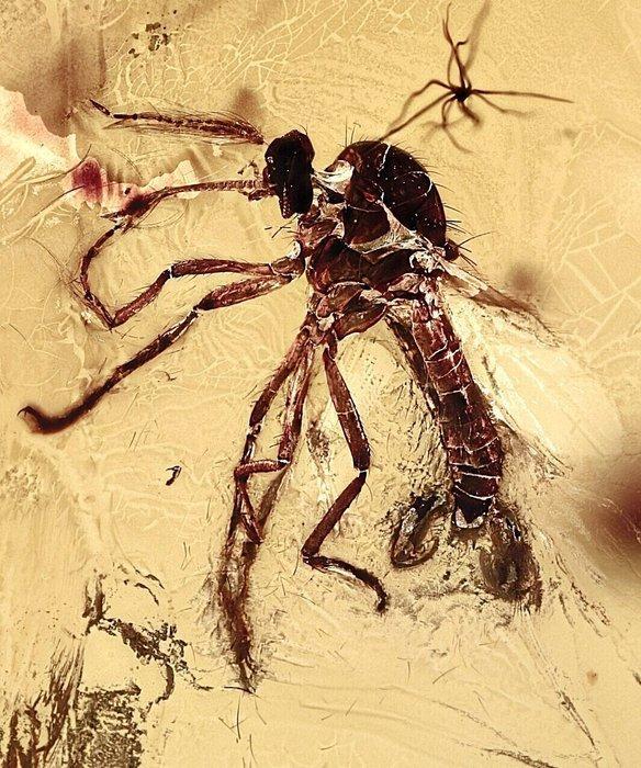 Hoogwaardige BALTISCHE AMBER fossiel - scherpe, Antiek en Kunst, Curiosa en Brocante